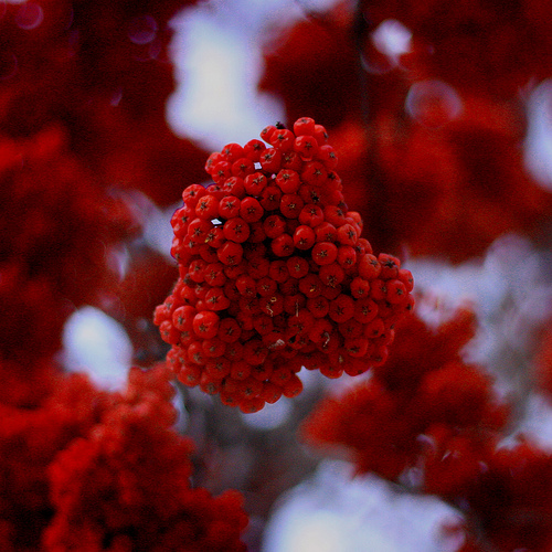 winter in edmonton by AmyJoVanB; Flickr.com