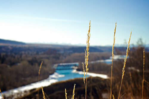 winter grass winter grass